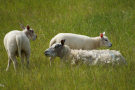 Sheep With Lambs