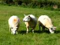 Sheep 3