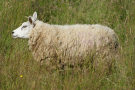 Sheep 5