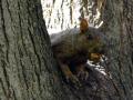 Squirrel 2