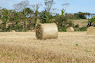 Straw Bales