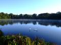 Swan Lake - Greyabbey (With Morning Mist)