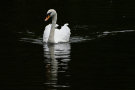 Swans