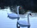 Swans 2