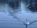 Swans3