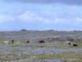The Burren (With Cows Roaming Free)