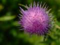 Thistle