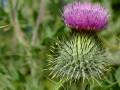 Thistle 2