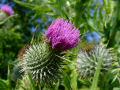 Thistle 3