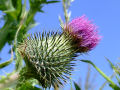 Thistle 4