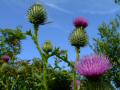 Flowers, Plants, Shrubs