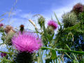 Thistles 2 (With blue sky background)