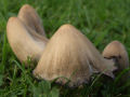 Toadstools