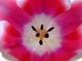 Tulip (Close Up)