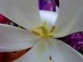 Lily 2 (Close Up)