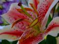 Lily Stamen