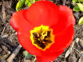 Tulip With Bee