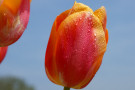 Tulip 6