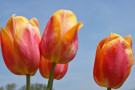 Tulips 6