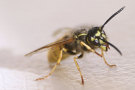 Wasp 2