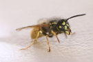 Wasp 3