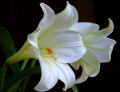 White Lilies