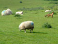 Wild Fox With Sheep (Sheep are totally unconcerned - probably their lambs are too big in May for the fox to eat them!)