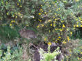 Wild Rabbit 3 - sitting under a gorse bush