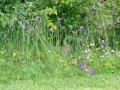Wild Rabbits in some long grass