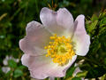 Wild Rose 3