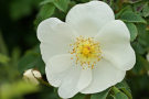 Wild Rose 4