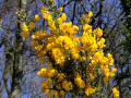 Wild Yellow Gorse (Close Up)