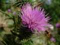 Worker Bee On Thistle