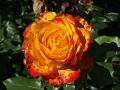 Yellow / Red / Orange Rose