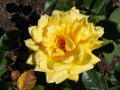 Yellow Rose