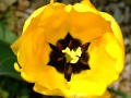 Yellow Tulip