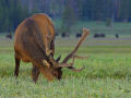 Yellowstone National Park Elk