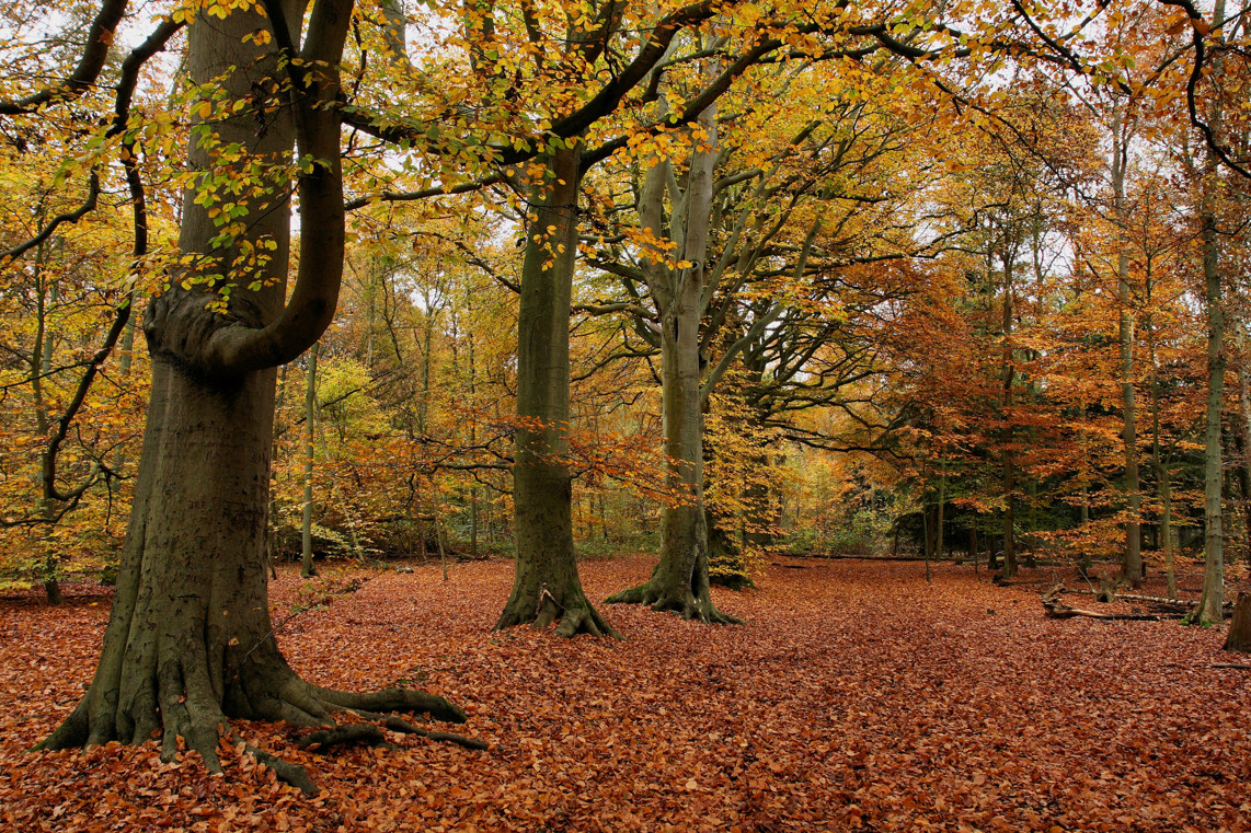 Autumn Forest Photos / Wallpaper / Desktop Backgrounds