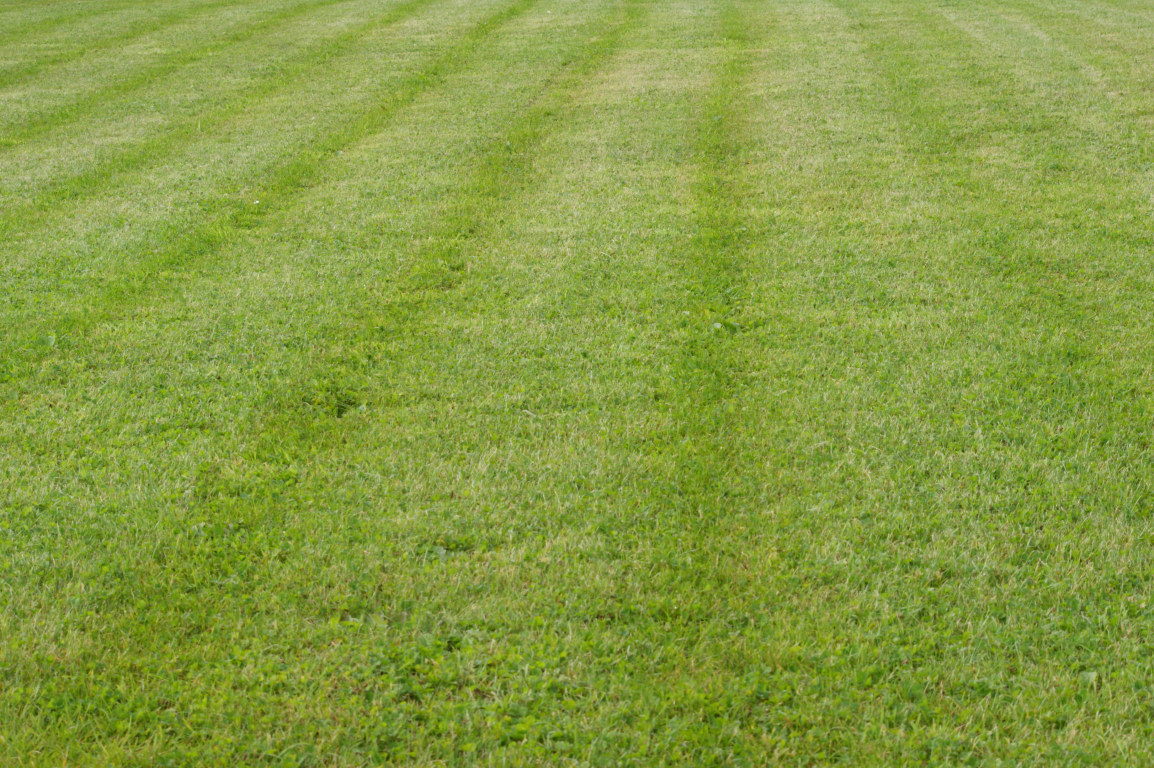grass-lawn.jpg