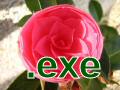 Flowers Screensaver (EXE)