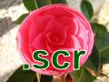 Flowers Screensaver (SCR)
