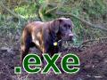 Labrador Screensaver (EXE)