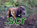 Labrador Screensaver (SCR)