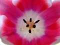 Tulip - Close Up