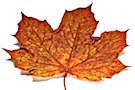 Autumn Leaves / Fall Leaves