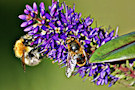 Bee With Syrphid Fly