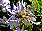 Bee 5 (Honey Bee)