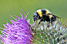 Bee 9 (Bee On A Thistle)