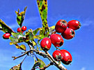 Berries (Red)
