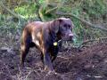Brown Labrodor Dog 3 - In a field in Northern Ireland
